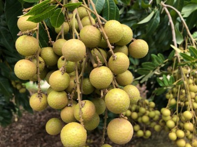 保山高黎贡山龙种植基地   供应量  5吨