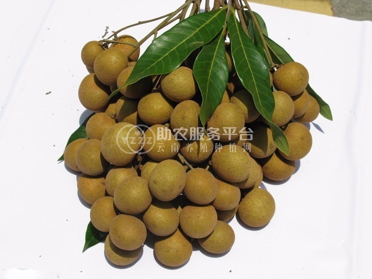 保山高黎贡山龙种植基地   供应量  5吨图2