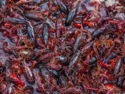 楚雄龙虾养殖基地供应量7百万只图5