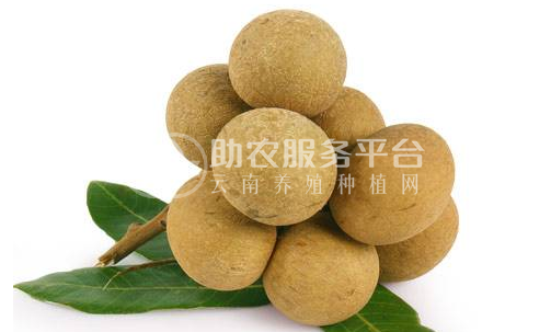 保山高黎贡山龙种植基地   供应量  5吨图4