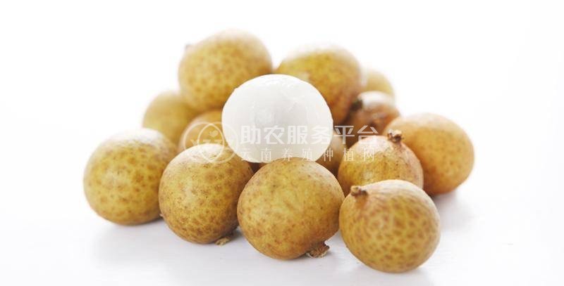保山高黎贡山龙种植基地   供应量  5吨图5