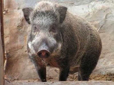 楚雄野猪饲养基地供应量8万头图2