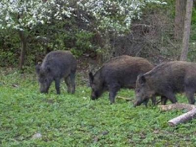 楚雄野猪饲养基地供应量8万头图8