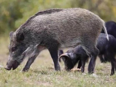 楚雄野猪饲养基地供应量8万头图7