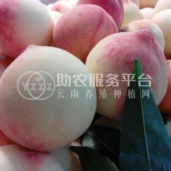 曲靖市麒麟区文平水蜜桃 种植中心  供应量20吨图8