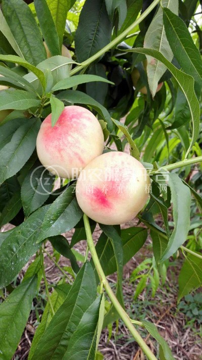 曲靖市麒麟区文平水蜜桃 种植中心  供应量20吨图6