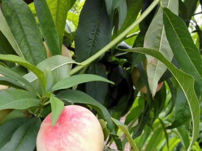 曲靖市麒麟区文平水蜜桃 种植中心  供应量20吨图6