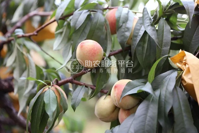 曲靖市麒麟区文平水蜜桃 种植中心  供应量20吨图5