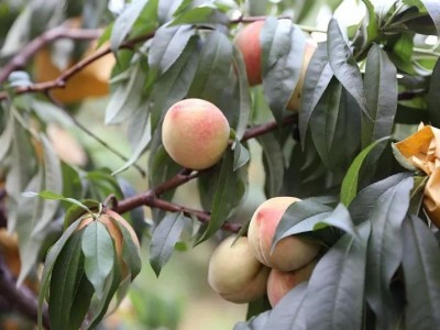 曲靖市麒麟区文平水蜜桃 种植中心  供应量20吨图5