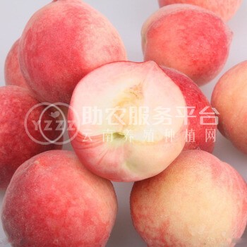 曲靖市麒麟区文平水蜜桃 种植中心  供应量20吨图4