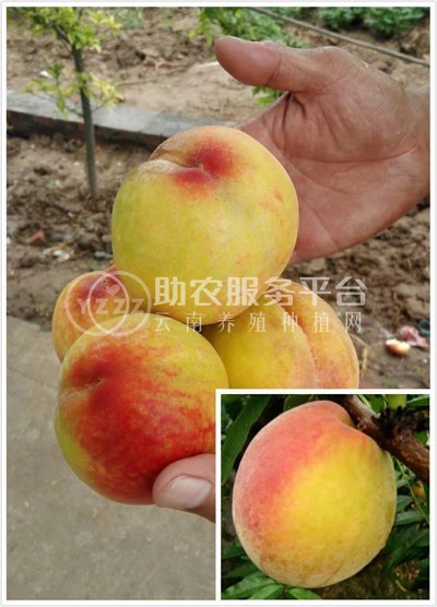曲靖市麒麟区文平水蜜桃 种植中心  供应量20吨图9