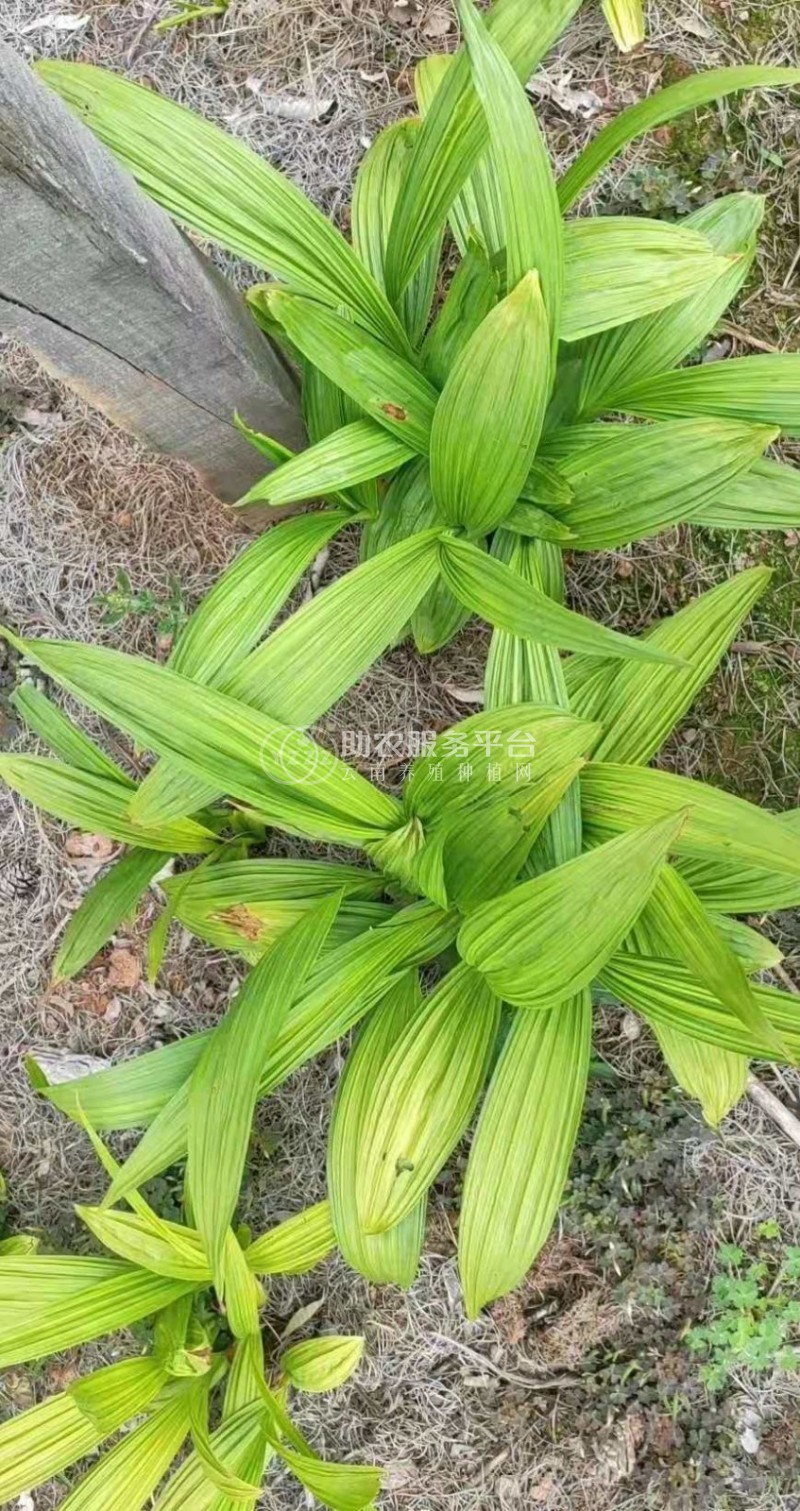 怒江白芨种植基地图1
