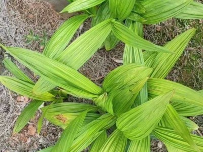 怒江白芨种植基地