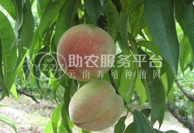 曲靖市麒麟区文平水蜜桃 种植中心  供应量20吨图1