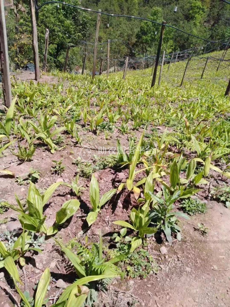 怒江白芨种植基地图2