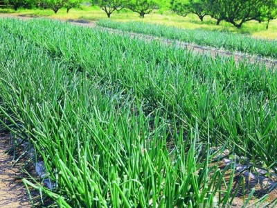 保山龙凌小葱种植基地  供应量  5吨
