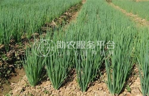 保山龙凌小葱种植基地  供应量  5吨图2