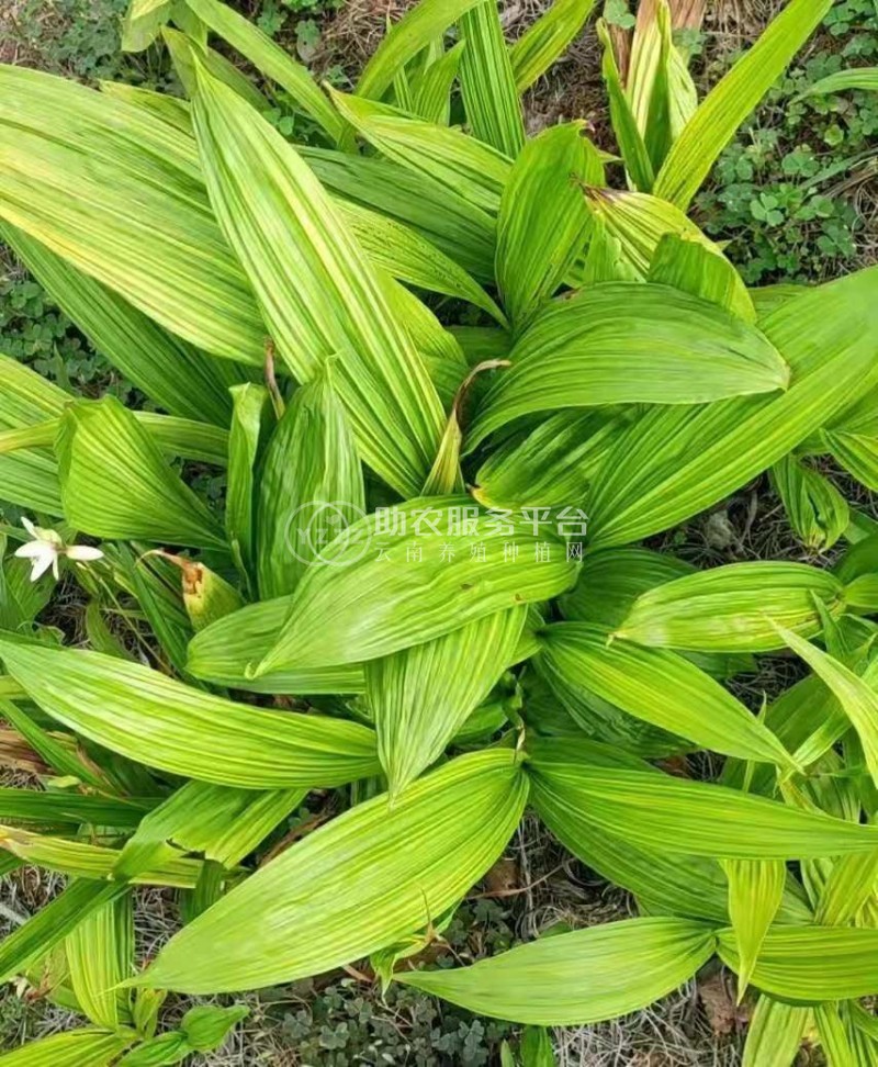 怒江白芨种植基地图4