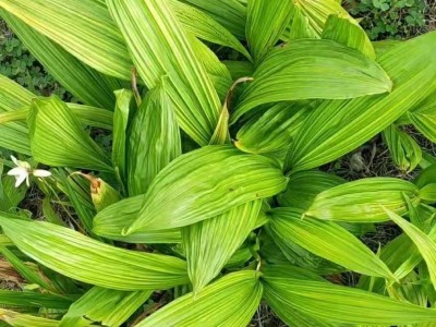 怒江白芨种植基地图4
