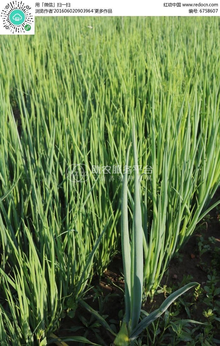 保山龙凌小葱种植基地  供应量  5吨图3