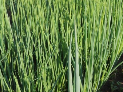 保山龙凌小葱种植基地  供应量  5吨图3