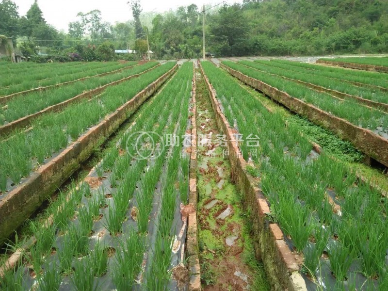 保山龙凌小葱种植基地  供应量  5吨图4