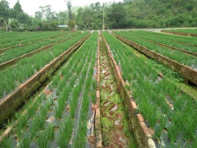 保山龙凌小葱种植基地  供应量  5吨图4