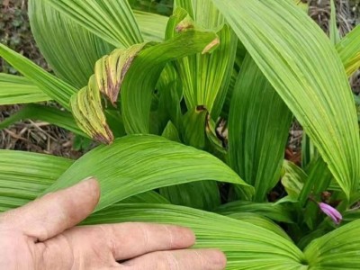 怒江白芨种植基地图5