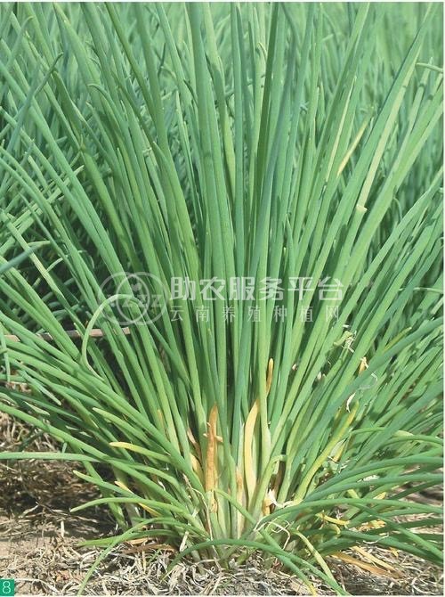 保山龙凌小葱种植基地  供应量  5吨图5