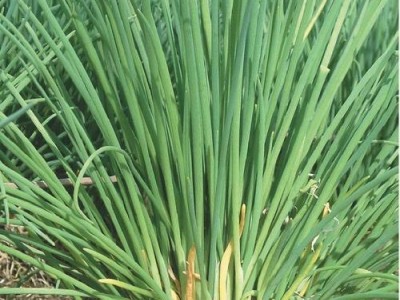 保山龙凌小葱种植基地  供应量  5吨图5