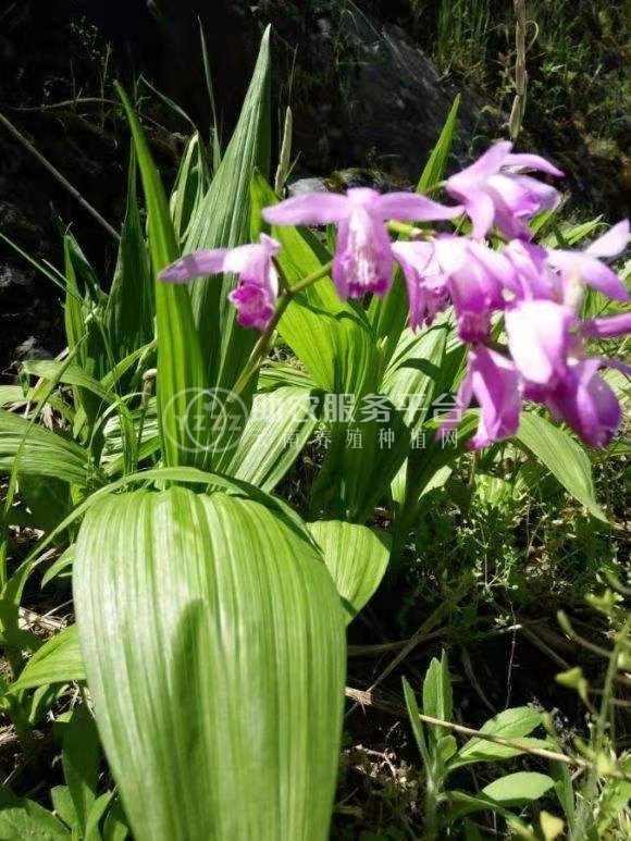 怒江白芨种植基地图6