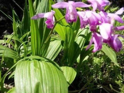 怒江白芨种植基地图6