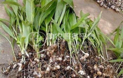 怒江白芨种植基地图7