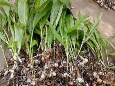 怒江白芨种植基地图7