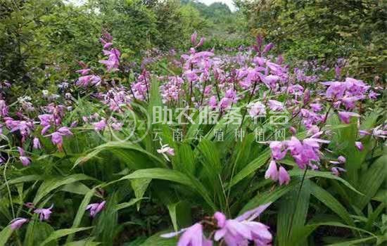 怒江白芨种植基地图8