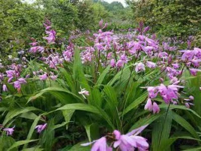 怒江白芨种植基地图8