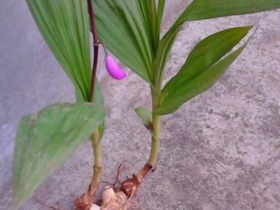 怒江白芨种植基地图9
