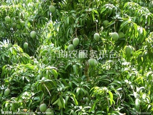 保山高黎贡山芒果种植基地图2