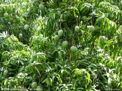 保山高黎贡山芒果种植基地图2