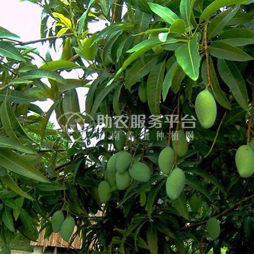 保山高黎贡山芒果种植基地图3