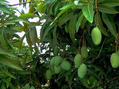 保山高黎贡山芒果种植基地图3