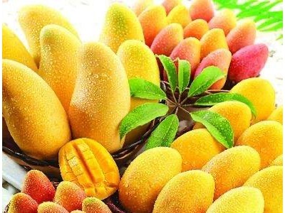 保山高黎贡山芒果种植基地图4
