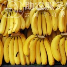 红河香蕉种植基地 供应量 10吨图1