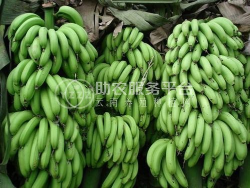 红河香蕉种植基地 供应量 10吨图4
