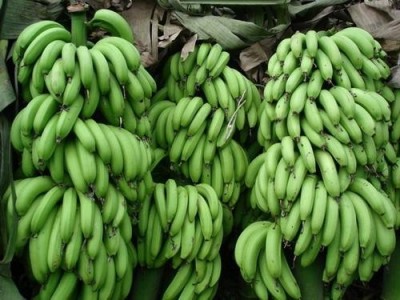 红河香蕉种植基地 供应量 10吨图4