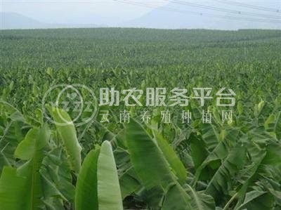 红河香蕉种植基地 供应量 10吨图5