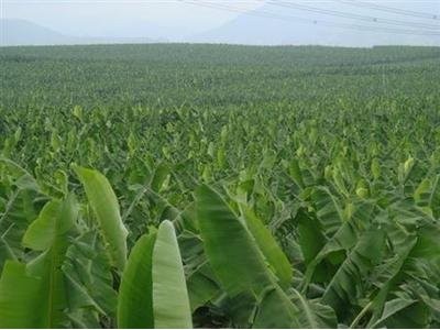 红河香蕉种植基地 供应量 10吨图5