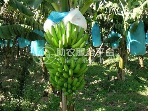 红河香蕉种植基地 供应量 10吨图7