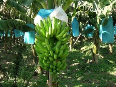红河香蕉种植基地 供应量 10吨图7