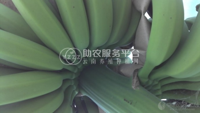 红河香蕉种植基地 供应量 10吨图8